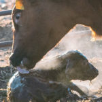 Vitamins A and E have been identified as the two most common micronutrient deficiencies potentially associated with death in calves that are born alive. | Mike Sturk photo