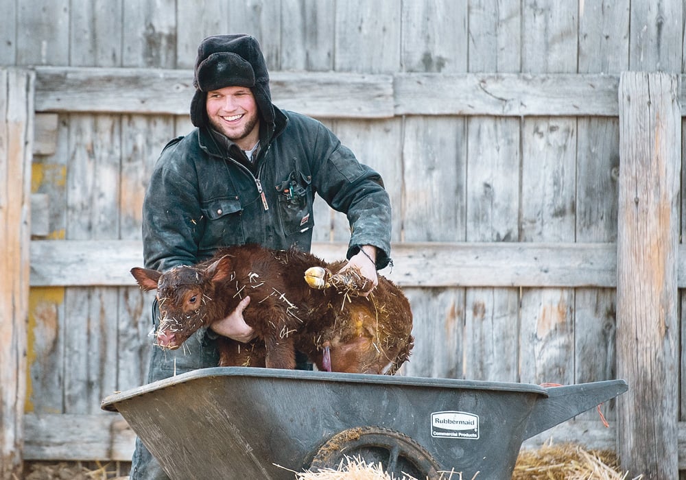 Calves with viral diarrhea that is uncomplicated by other pathogens commonly respond within a few days to fluid and electrolyte therapy and adequate nutrition. Amos Entz of the MacMillan Colony near Cayley, Alta., seems to be pleased with the results of this particular calving experience.  |  Mike Sturk photo
