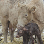 If it sucks, that’s a good thing — when it comes to newborn calves.
| File photo