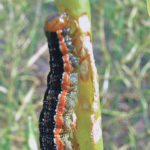 Crop pathologists in Alberta say there are clear indications of bertha armyworms south of the Trans-Canada Highway as far as Vulcan. | File photo