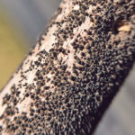 Blackleg is one of the diseases that Alberta crop pathologists are watching for this year, along with fusarium, stripe rust, wheat streak mosaic and clubroot. | File photo