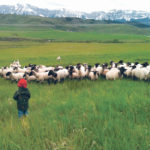 Rick Neville and one of his grandchildren keep an eye on the family’s sheep flock. | Neville family photo