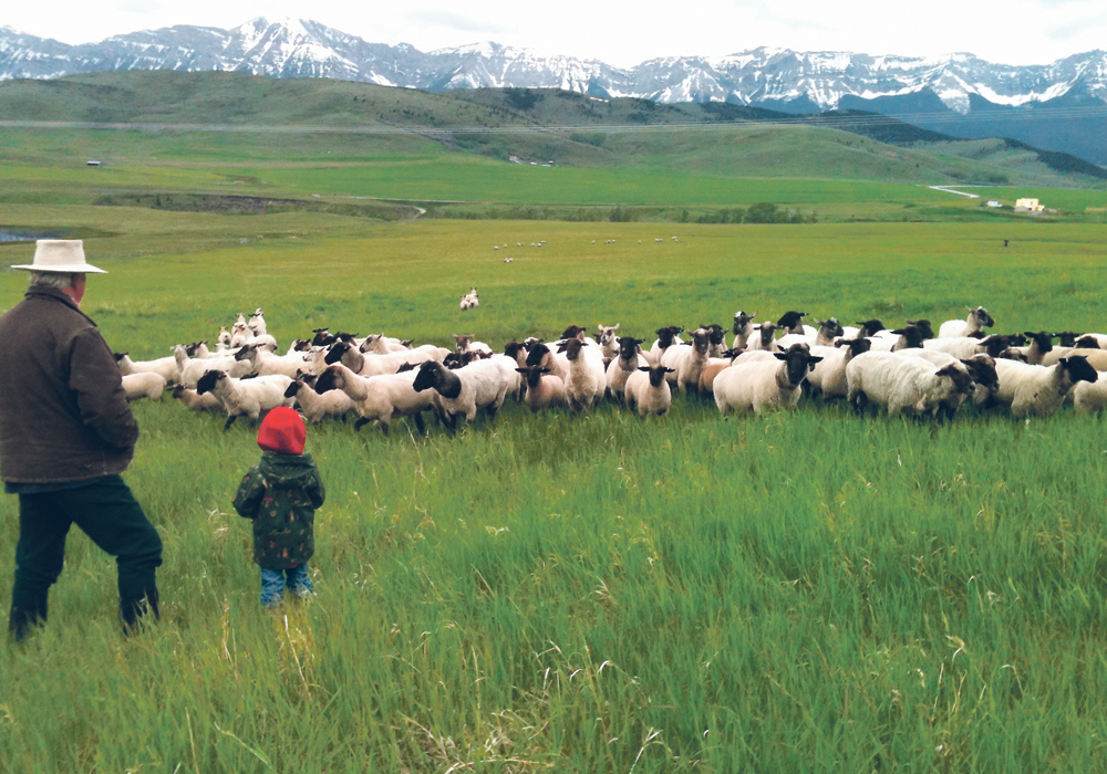 Rick Neville and one of his grandchildren keep an eye on the family’s sheep flock.  |  Neville family photo