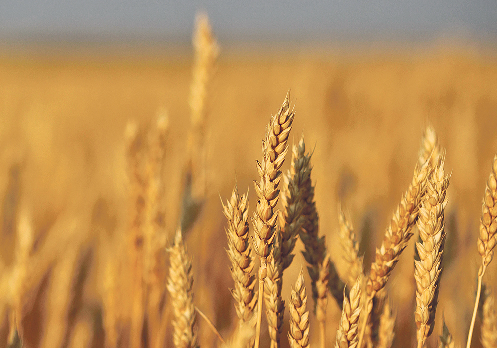 Farm groups want the federal government to consider options other than end-point royalties and trailing royalties on farm-saved seed.  |  File photo