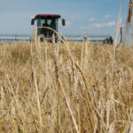 Solid demand, both domestically and internationally, coupled with tightening world supplies is keeping barley bids well supported in Western Canada and should lead to increased acres this spring. | File photo