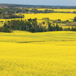 It’s almost impossible to come up with reasonable expectations for profit potential when buying farmland that will take 20 years to pay off. | File photo