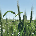 Russia is running out of exportable wheat supplies, which could potentially spell temporary good news for old crop prices. | File photo