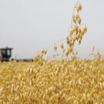 An increase in U.S. oat acreage because of the problems with soybeans could throw a monkey wrench in the crop’s recent success. | File photo