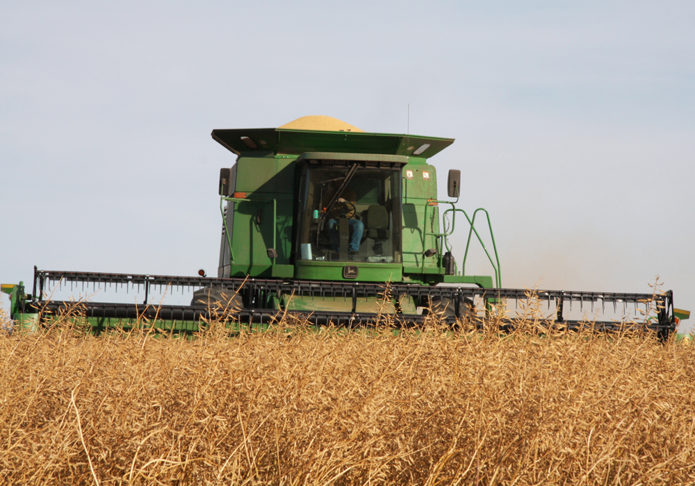 Yellow mustard is currently topping out at around 36 cents per pound, while brown mustard bids are in the 30 to 31 cent range, according to Prairie Ag Hotwire data. New crop bids are about two cents lower on average. | File photo