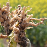 Clubroot can be greatly reduced with a combination of a two-year break from growing canola and the use of resistant varieties, recent research suggests.
| File photo