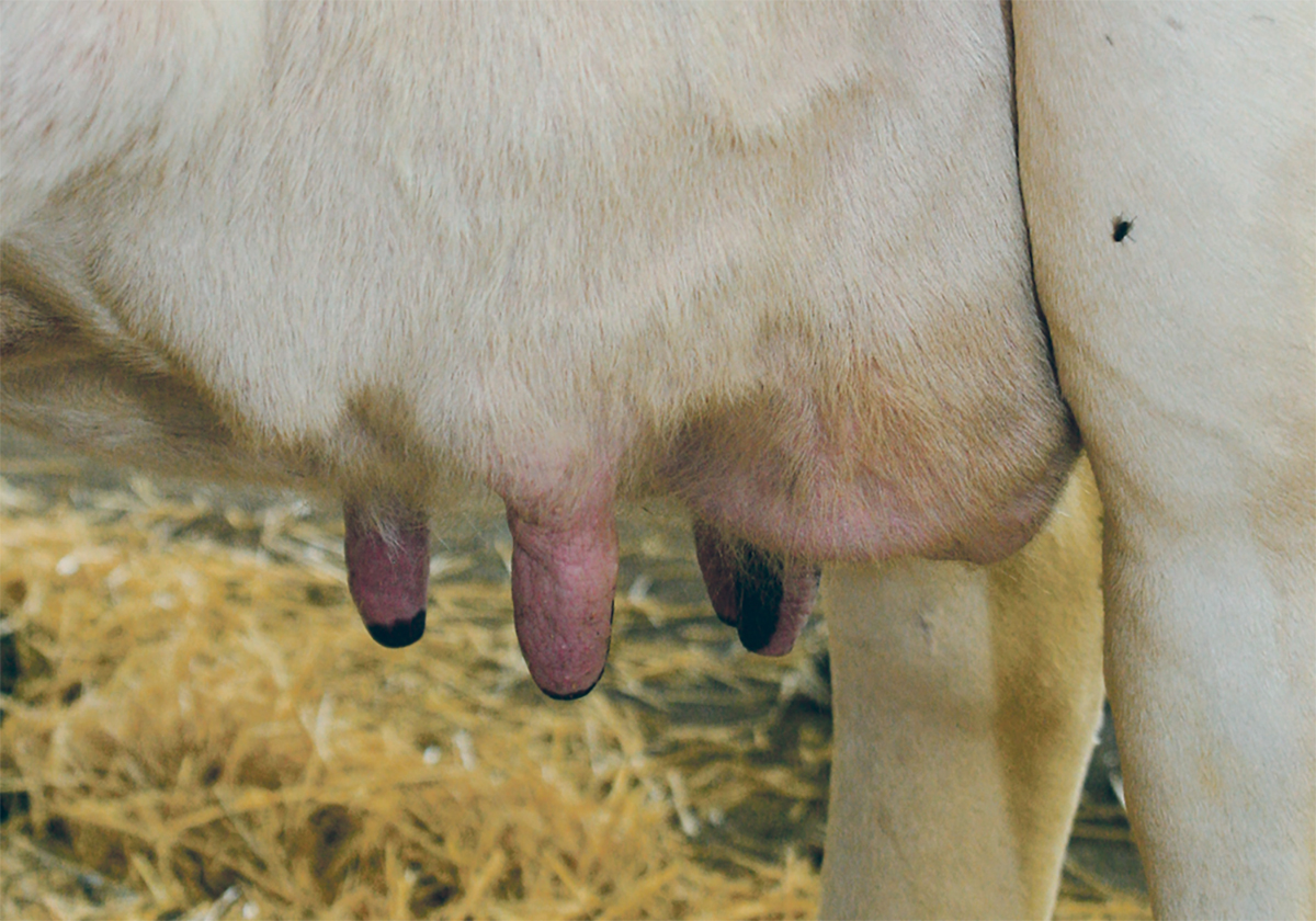 Close-up of the swollen udder of a cow.
