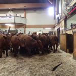 There were approximately 9,600 head run through most of the province's auction marts for the week ended Jan. 25, which was up compared to the previous week where around 9,200 were sold. | File photo