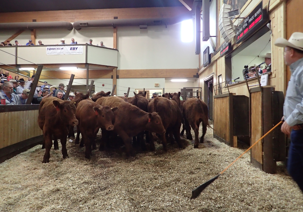 There were approximately 9,600 head run through most of the province's auction marts for the week ended Jan. 25, which was up compared to the previous week where around 9,200 were sold. | File photo