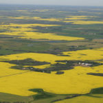 Planted canola area for 2019/20 is forecast at 23.104 million acres, which compares with the 22.813 million seeded for the current marketing year. | File photo