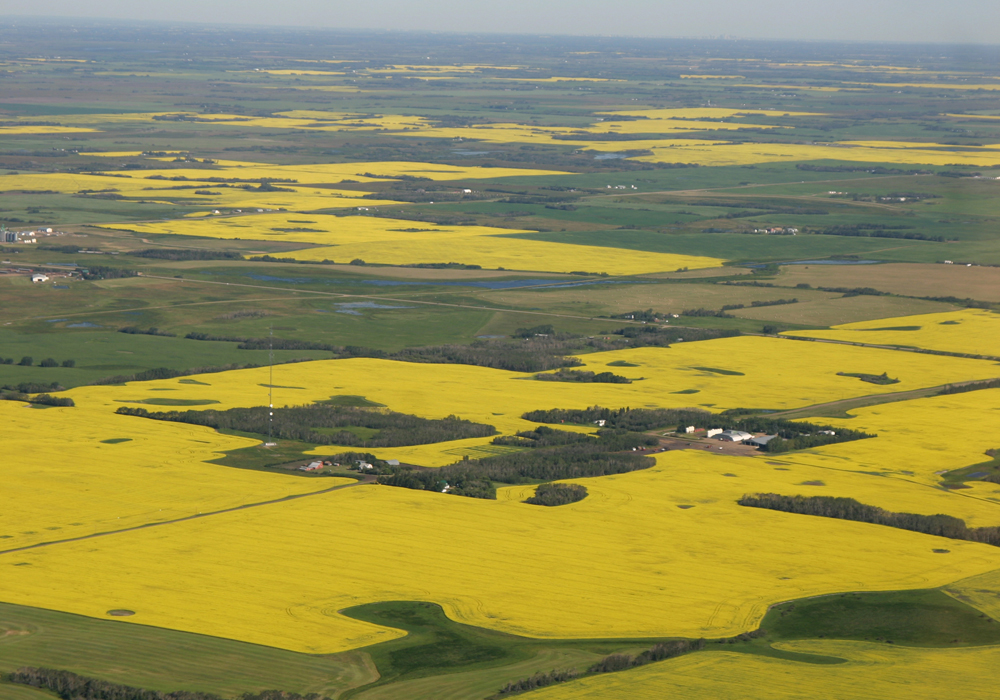 Planted canola area for 2019/20 is forecast at 23.104 million acres, which compares with the 22.813 million seeded for the current marketing year. | File photo