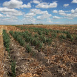 Under the Livestock Tax Deferral, cattle producers affected by severe drought, or flood, can defer a portion of their income earned from selling part of their herd provided they are in an area that meets Agriculture Canada's requirements. | File photo