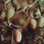 Canadian chickpea acres will return to more normal levels in 2019, after a sizeable jump in 2018. However, while prices are off the highs that drove 2018 seeding intentions, they still could have some room to the upside over the next few months. | File photo