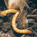 No pesticides are currently available to kill wireworms, so researchers are looking for other options. | Pest Management Regulatory Agency photo