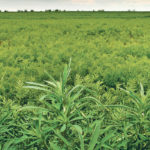 Herbicide-resistant kochia tends to germinate later than other kochia and may have a prolonged germination period. | File photo