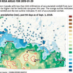 Dry weather exacerbates herbicide residue