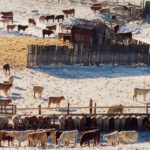 The business tax, implemented in 2016, assessed a $2.50 per animal unit levy last year and in 2017, down from the $3 originally imposed. It prompted a legal challenge from nine feedlots, which deemed it discriminatory to confined feeding operations. About 90 percent of funds collected via the tax come from feedlots within the county.
| File photo