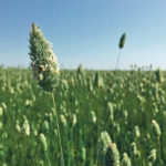 Canaryseed might find a home in rotations left empty by expected reductions in durum acres. | File photo