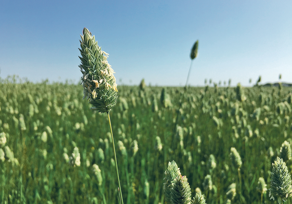 Canaryseed might find a home in rotations left empty by expected reductions in durum acres.  |  File photo