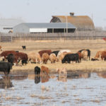 The U.S. cow herd expansion is slowing, but a healthy economy and growing exports keep demand strong. | File photo
