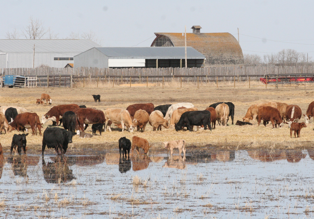 The U.S. cow herd expansion is slowing, but a healthy economy and growing exports keep demand strong. | File photo