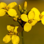 ICE Futures canola contracts held within a narrow trading range during the week ended Feb. 6, as participants await some fresh market moving news. | File photo