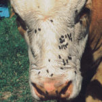 Composting manure is one way to eliminate flies, which can’t survive at temperatures higher than 50 C. | File photo