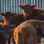 Professor emeritus John McKinnon from the University of Saskatchewan says he can’t explain the results of the study, but it does show that nutritional strategies for the cow can influence the post-natal growth of the calf. | Mike Sturk photo
