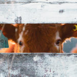 Lab-cultured meat products are not yet available, but plant-based products have gone mainstream and are competing with more traditional protein sources, such as beef. | Mike Sturk photo