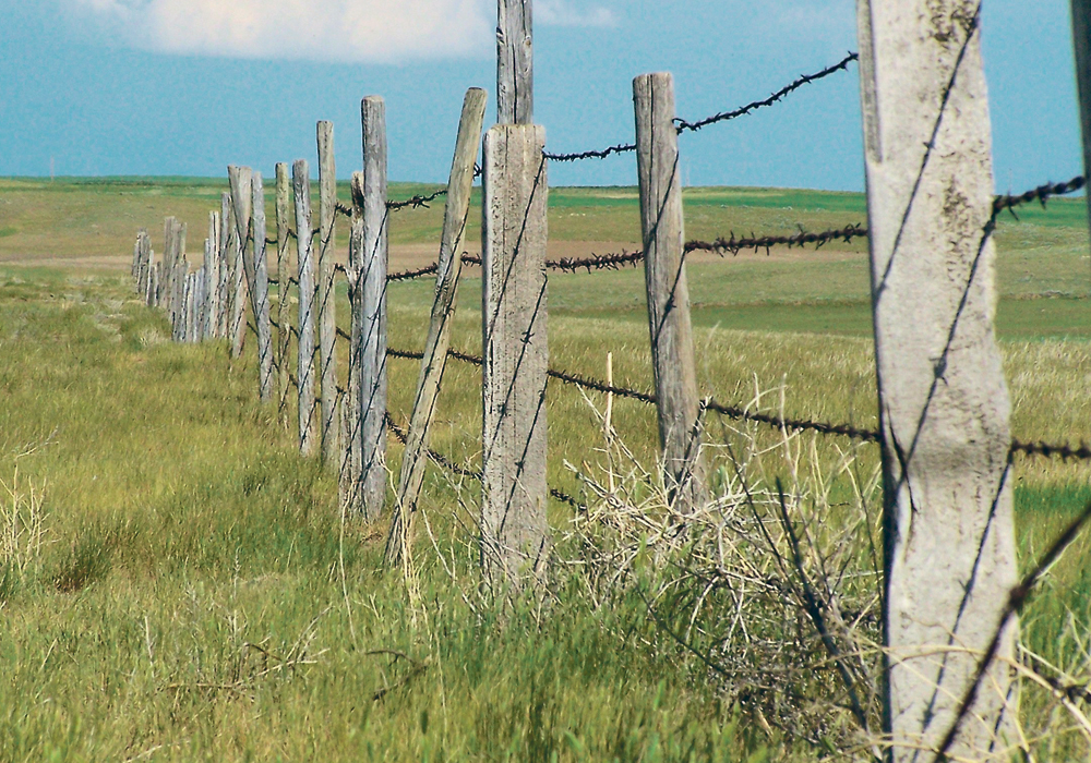Fences didn’t do much good the year the author’s family’s cows decided they no longer wanted to be in the summer pasture.  |  Clayton Henderson photo