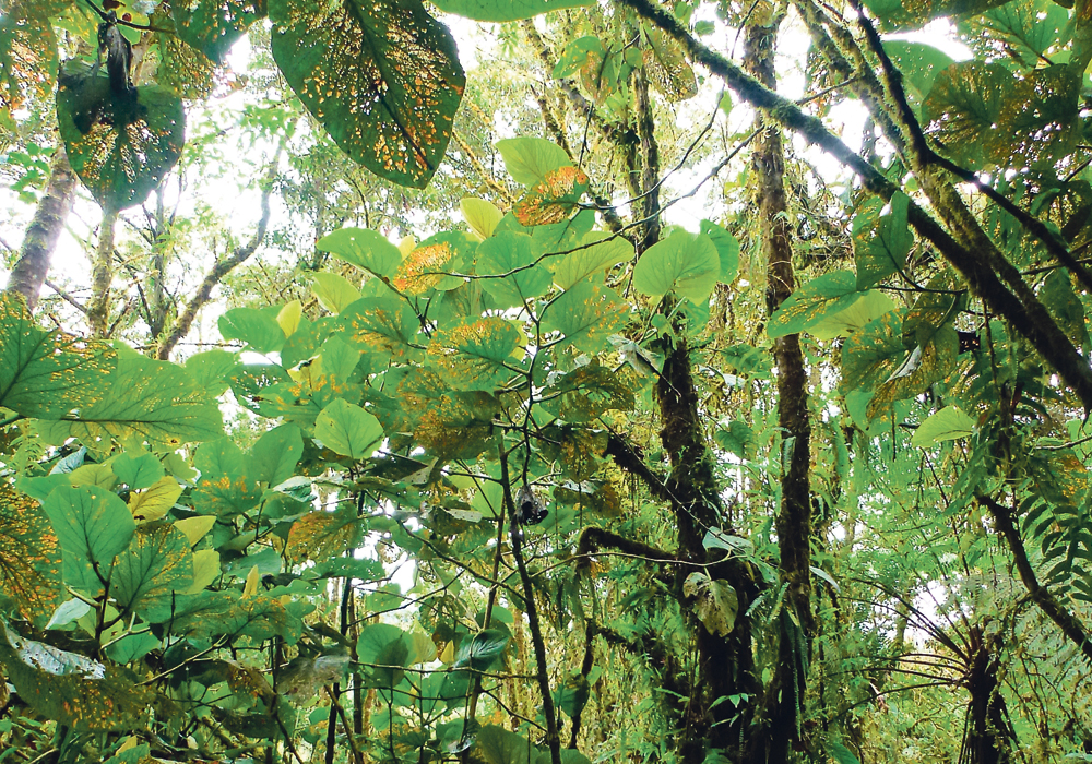 Research on how plants use defence bouquets is focused on Piper kelleyi, a relative of black pepper that grows in Equador and Peru. |   Michigan State University photo