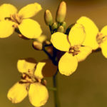 Monsanto will be bringing the LibertyLink trait to market in 2019 with its Dekalb DKLL 81 BL canola hybrid, while Corteva has two LibertyLink canola products: the Pioneer P501L hybrid and its Brevant Seeds B3010M hybrid. | File photo