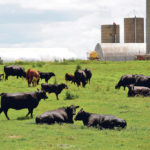 The United States has become a net beef exporter, and imports are lower. Here, cattle rest in a field on a farm near Peosta, Iowa, last summer. | REUTERS/Joshua Lott photo