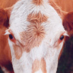Nervous cows are less likely to reinitiate uterine contractions. | File photo