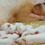 The “all in, all out” scenario that batch farrowing creates for piglets can improve piglet care and makes it easier to control disease outbreaks with limited production loss. | File photo