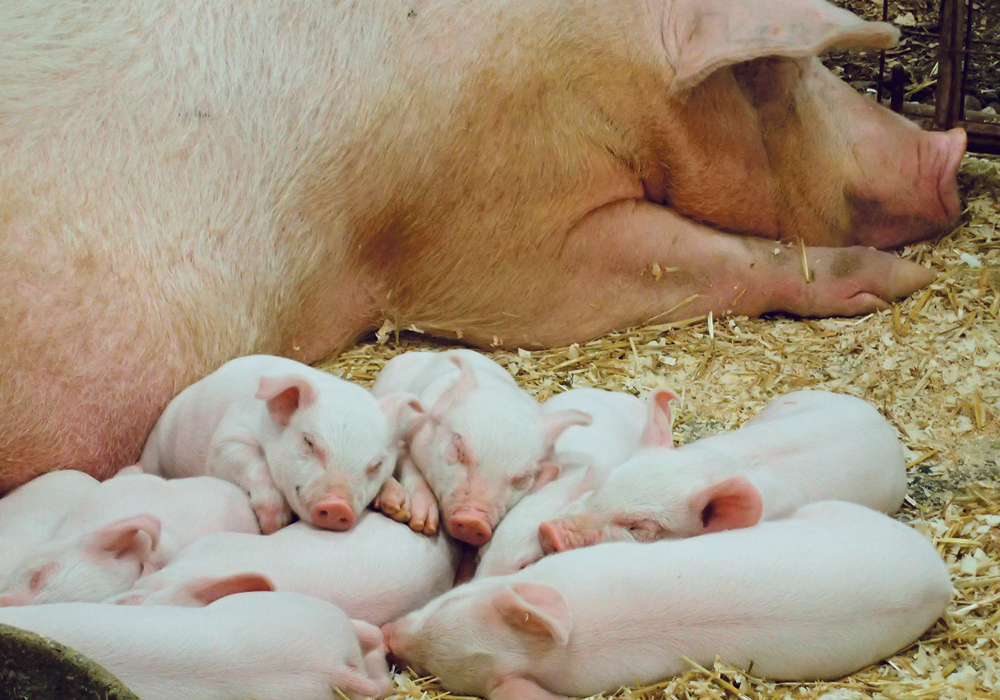 The “all in, all out” scenario that batch farrowing creates for piglets can improve piglet care and makes it easier to control disease outbreaks with limited production loss.  |  File photo