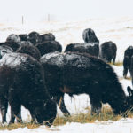 The swathing dates that producers use for cutting for winter grazing actually come from recommendations for cutting cereals for a silage pit, says Bart Lardner of the University of Saskatchewan. | File photo