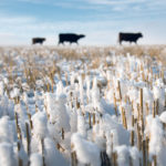 A decision by Earls in 2016 to buy beef from ranches in the United States that met certain standards for animal welfare was not popular in Canada, and the company quickly changed its mind. Sylvain Charlebois from Dalhousie University says that was a mistake. | Mike Sturk photo