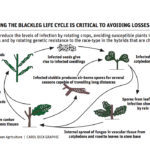 Blackleg battle requires longer canola rotations