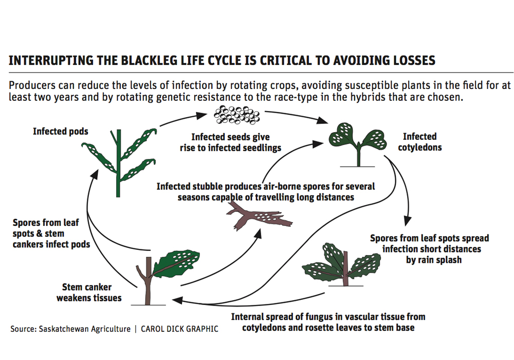 Blackleg battle requires longer canola rotations
