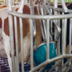 The company that invented the CowToilet says cows use it voluntarily because each visit to the toilet also provides them with feed. | Hanskamp photo