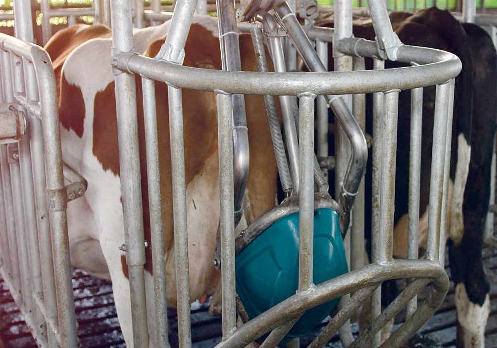 The company that invented the CowToilet says cows use it voluntarily because each visit to the toilet also provides them with feed.  |  Hanskamp photo