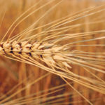 Durum has been at the centre of recent trade tensions between Canada and Italy, but the president of Cereals Canada doesn’t believe the problem is insurmountable. | File photo
