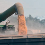 Analyst Marlene Boersch believes India is already buying peas. | File photo