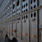In a letter dated Feb. 6, a bevy of humane societies from Montreal to Vancouver, along with animal welfare and animal rights groups including Mercy for Animals, Toronto Pig Save, Animal Alliance of Canada and the Save Movement, asked MacAulay to release updates to the Health of Animals Regulations — Humane Transportation, which has been in the works for years.
| File photo