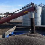 The EU will likely buy 800,000 tonnes of Canadian canola in 2018-19, up from its previous five-year average of about 600,000 tonnes, said Chad Molesky, merchandising manager for Viterra’s oilseeds division.
| File photo